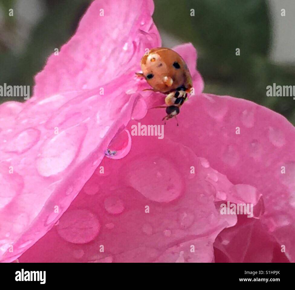 Raindrops on roses and one bug. Stock Photo