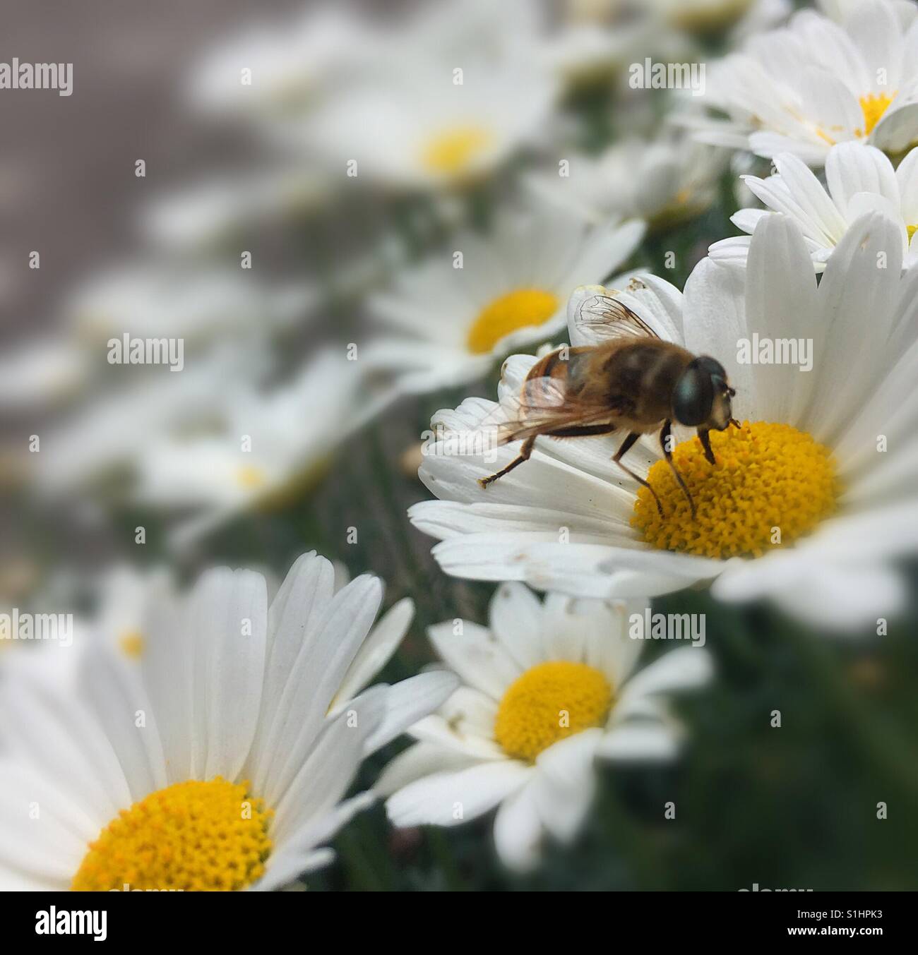 Flowers and one insect. - Smartphone Captured Stock Image