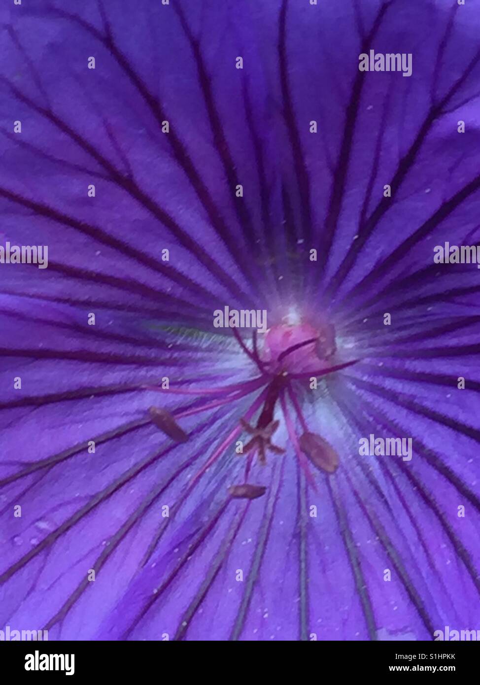 Purple flower close up of centre dark stamens etc - Smartphone Captured Stock Image