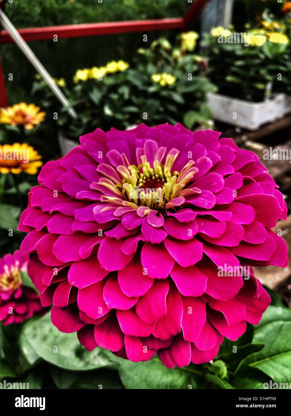 Dramatic pink chrysanthemum flower at 