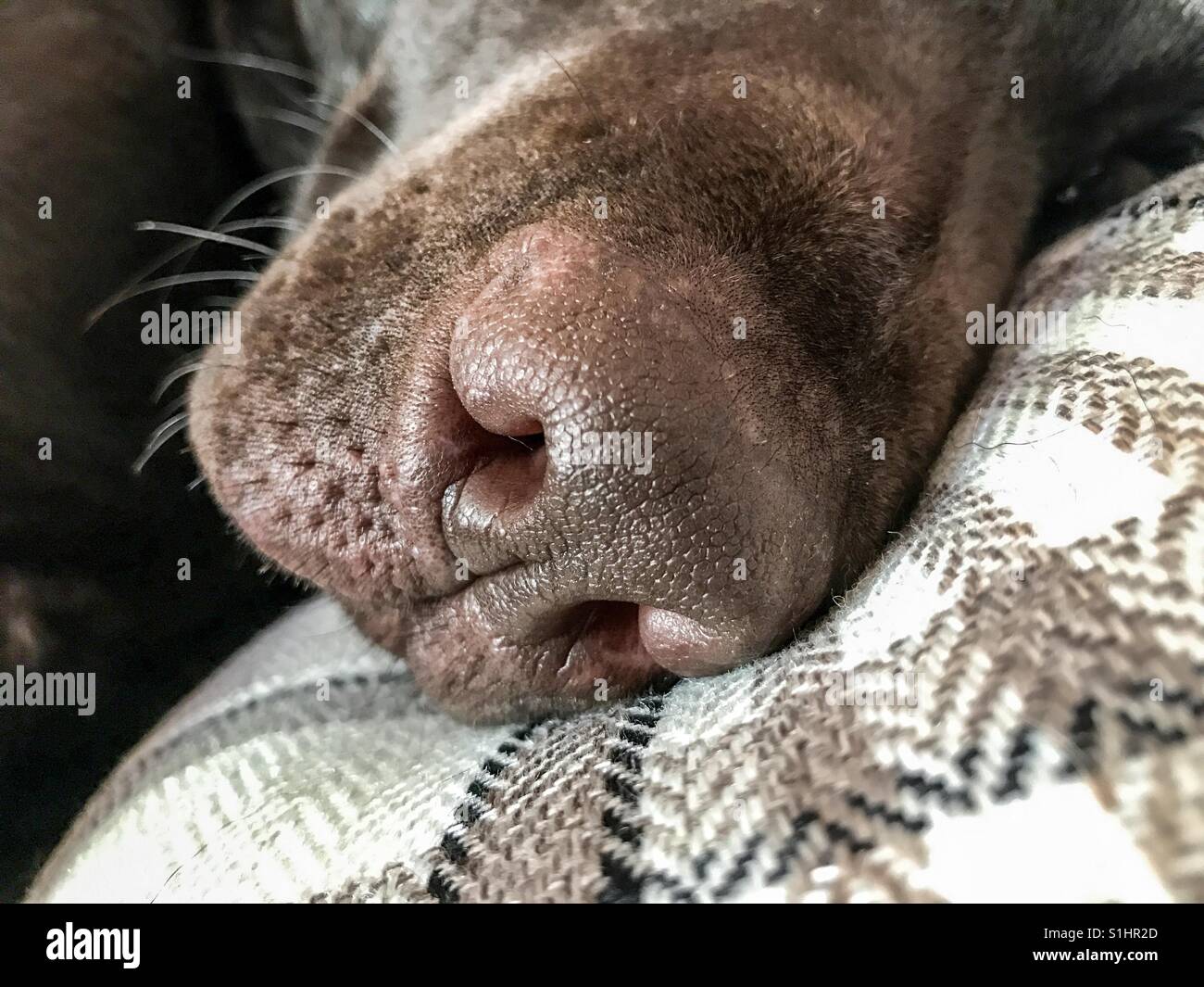 Close up view on the snout of a sleeping dog - Smartphone Captured Stock Image