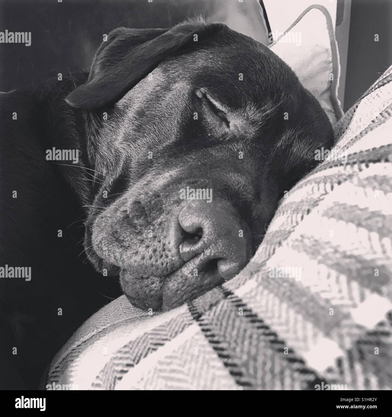 Black and white image of a sleeping dog - Smartphone Captured Stock Image