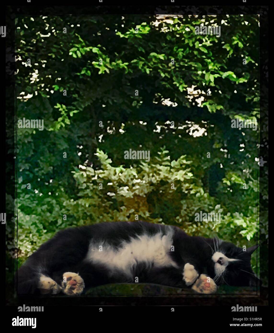 Cat nap Stock Photo