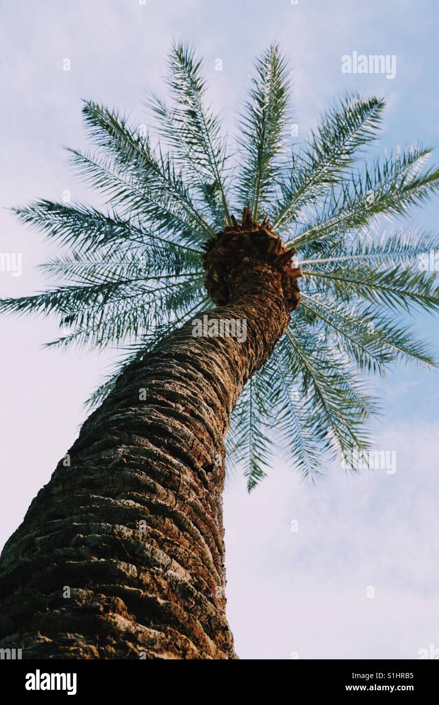 An different perspective on a California palm tree. Stock Photo