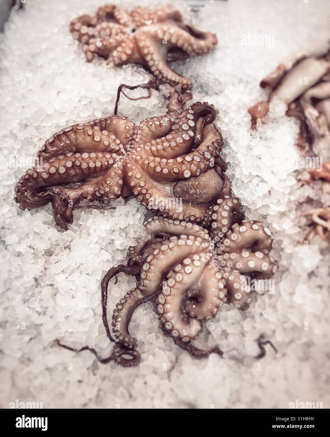 Octopi in a supermarket display Stock Photo