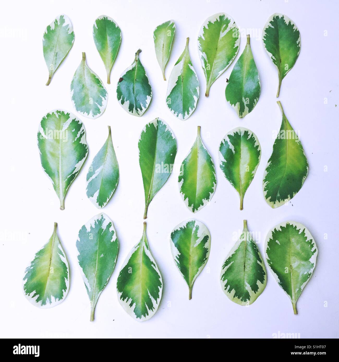 Leaves arranged in a pattern - Smartphone Captured Stock Image