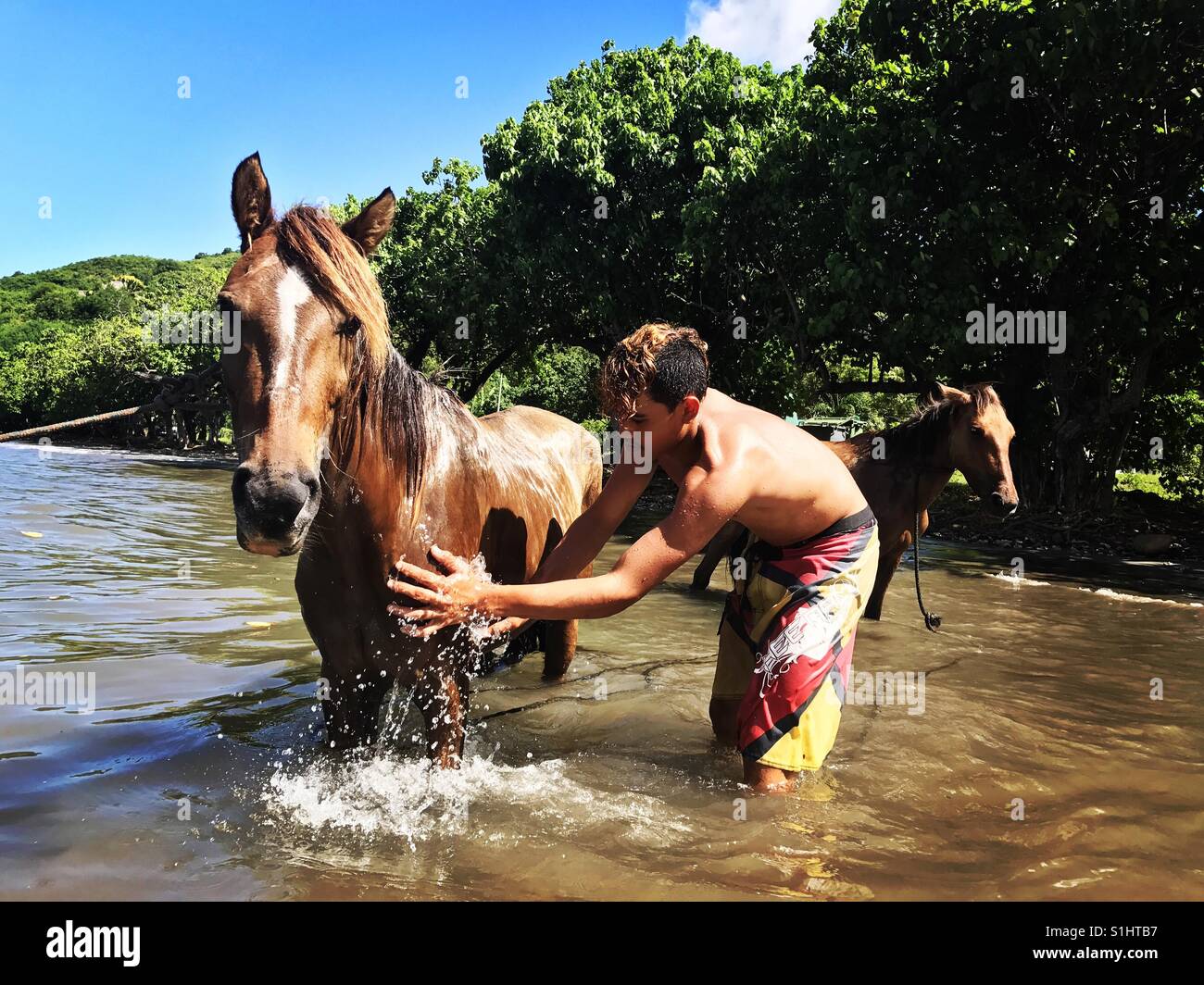 Hunter bathing his horse after pig hunting Stock Photo