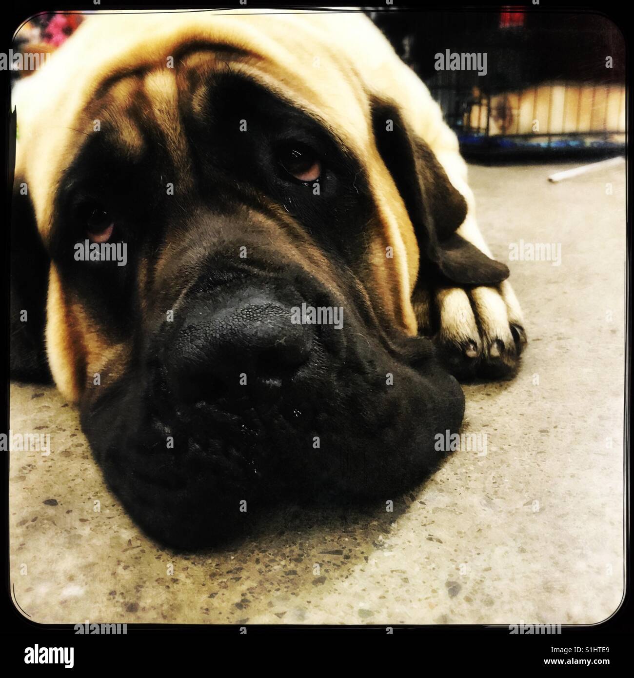 Boredom - Smartphone Captured Stock Image