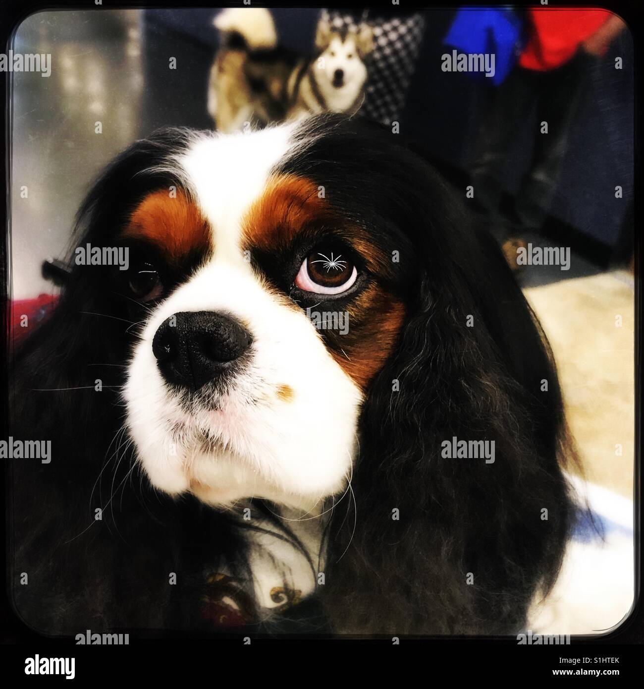 King Charles Spaniel at dog show - Smartphone Captured Stock Image