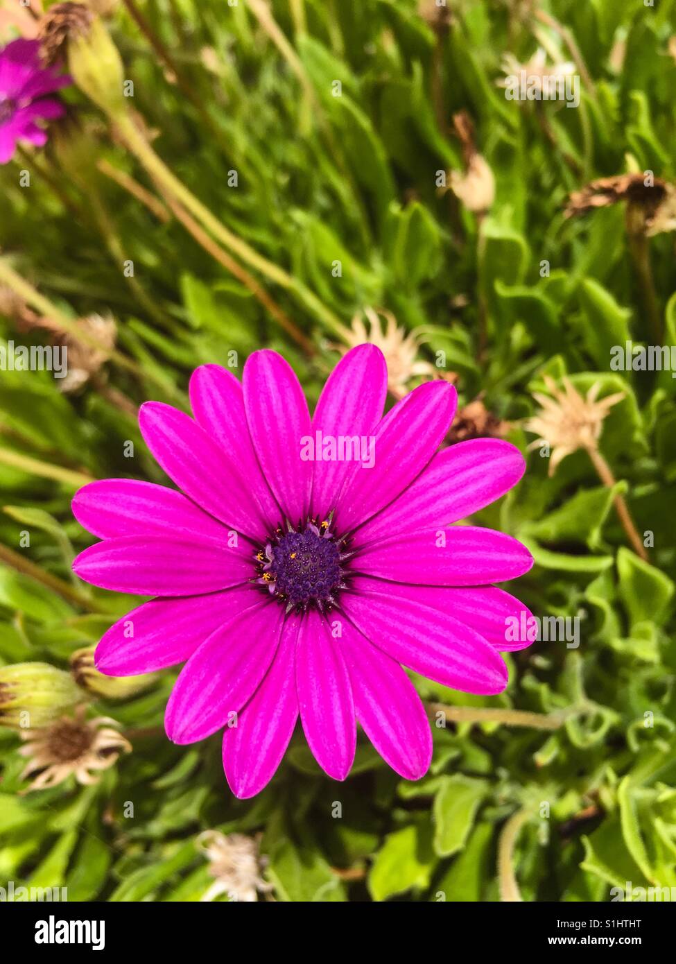 Vibrant pink flower - Smartphone Captured Stock Image