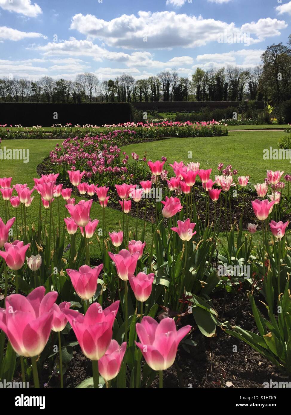 Tulips at Nostell Priory Stock Photo - Alamy