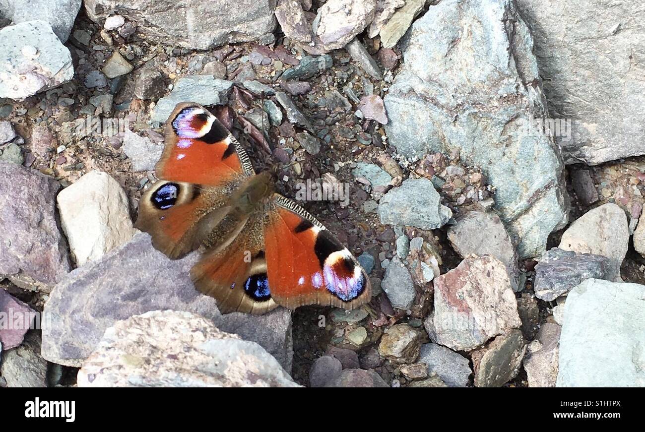 Butterfly at the beach Stock Photo