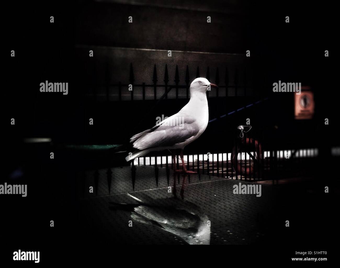 Seagull on a glass table - Smartphone Captured Stock Image
