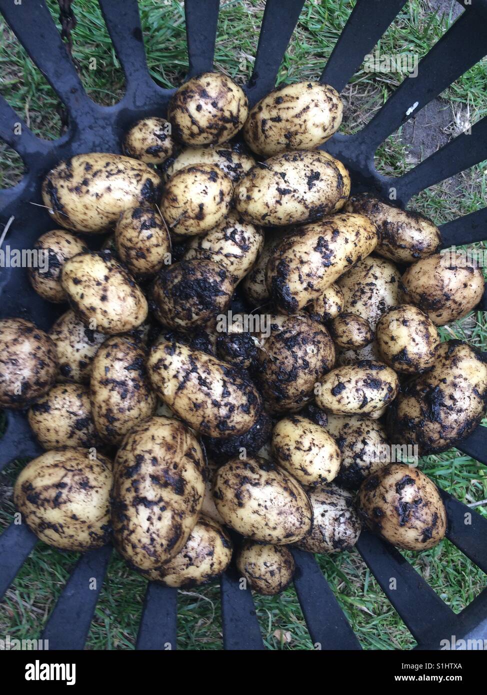 Charlotte potatoes freshly dug. In a basket. - Smartphone Captured Stock Image