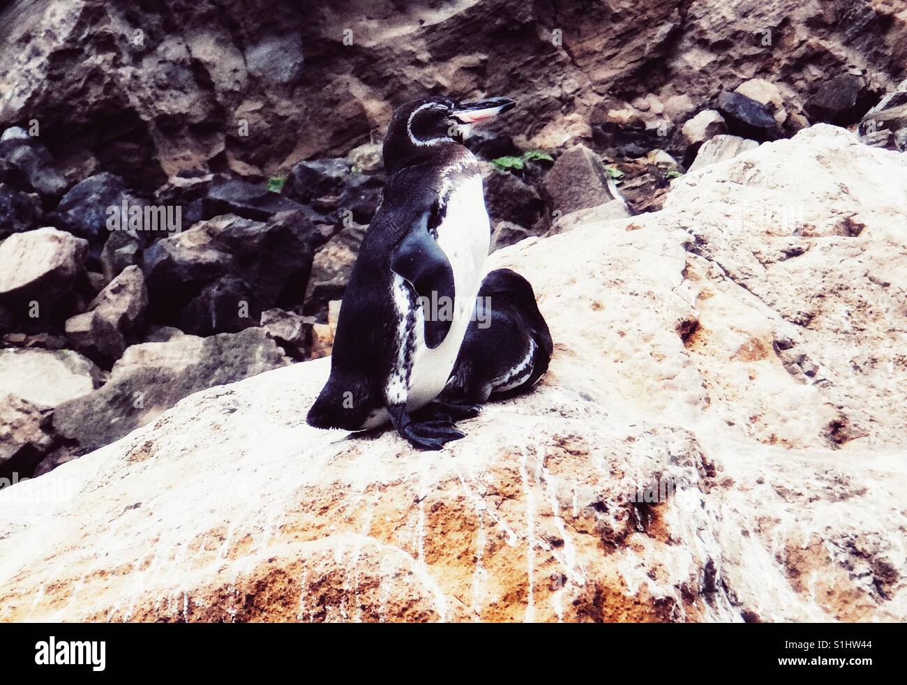 Galapagos Penguin, is the only penguin that lives north of the equator