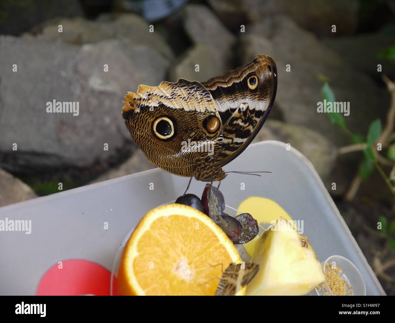 Yellow edge giant owl butterfly eating fruit Stock Photo Alamy