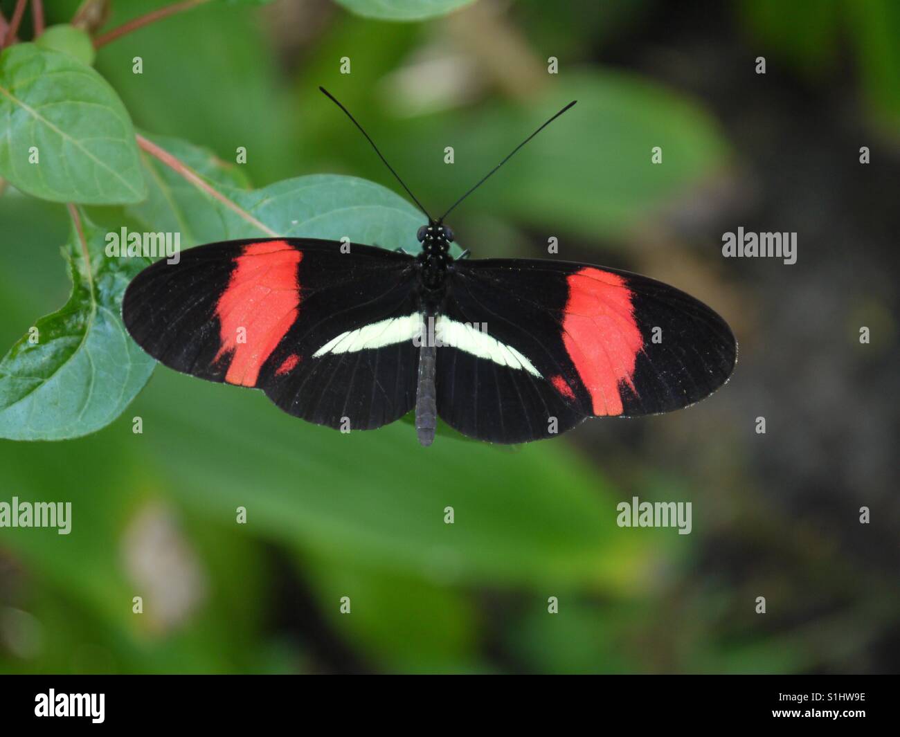 Red black butterfly hi-res stock and images Alamy