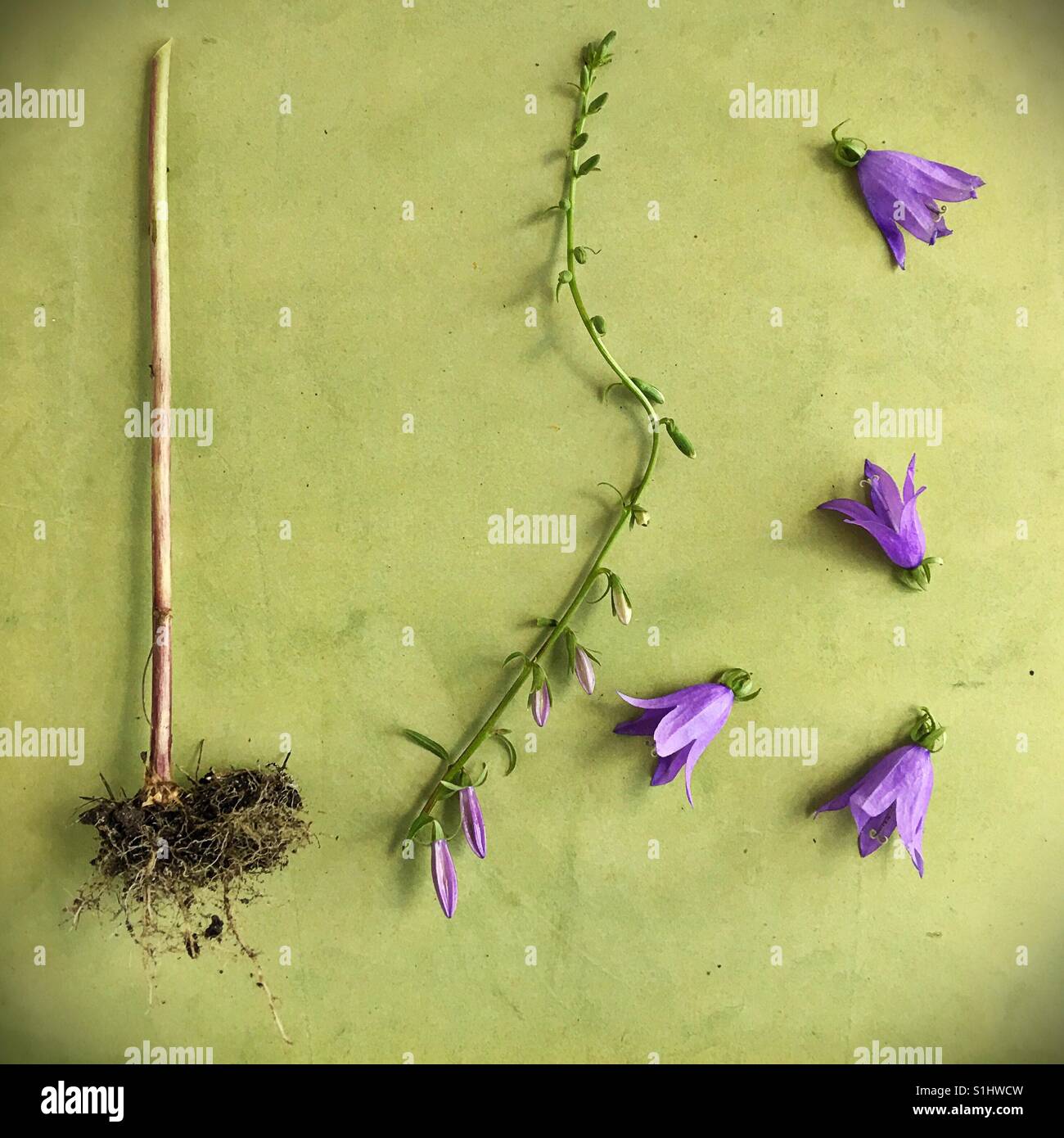 The dissected parts of a bellflower plant Stock Photo Alamy