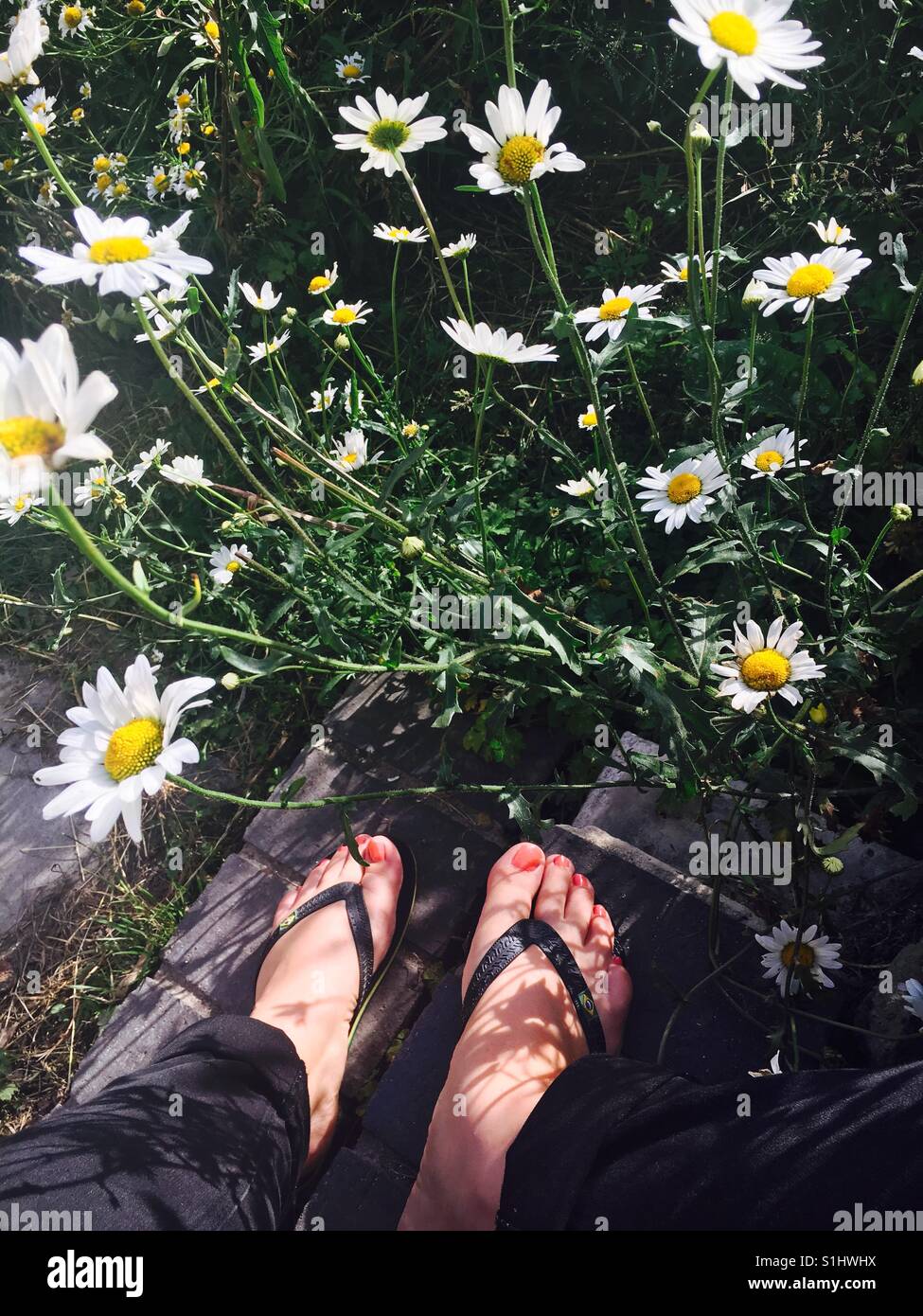 Sitting amongst the daisies in the sunshine Stock Photo