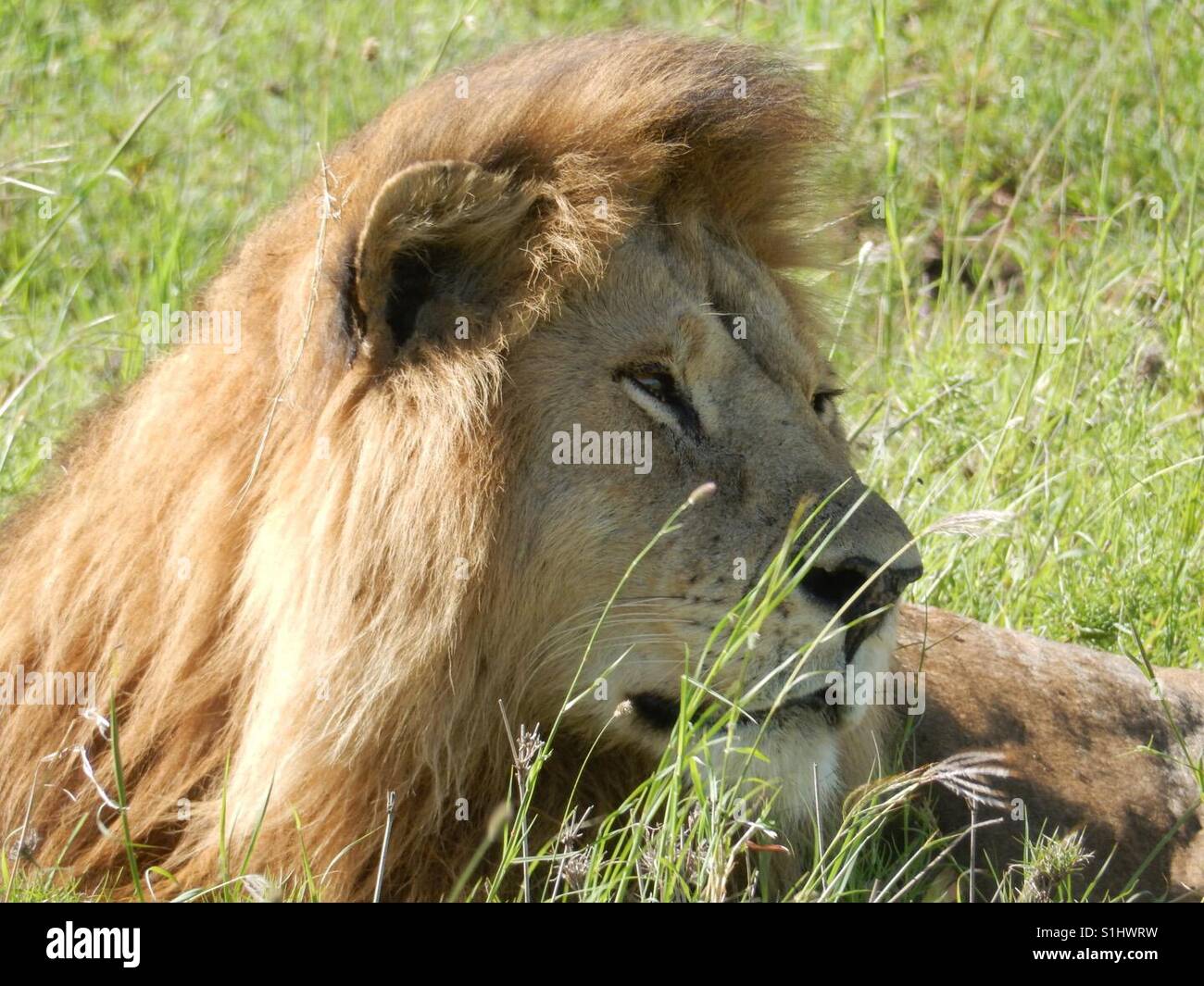 Lion kenya hi-res stock photography and images - Alamy