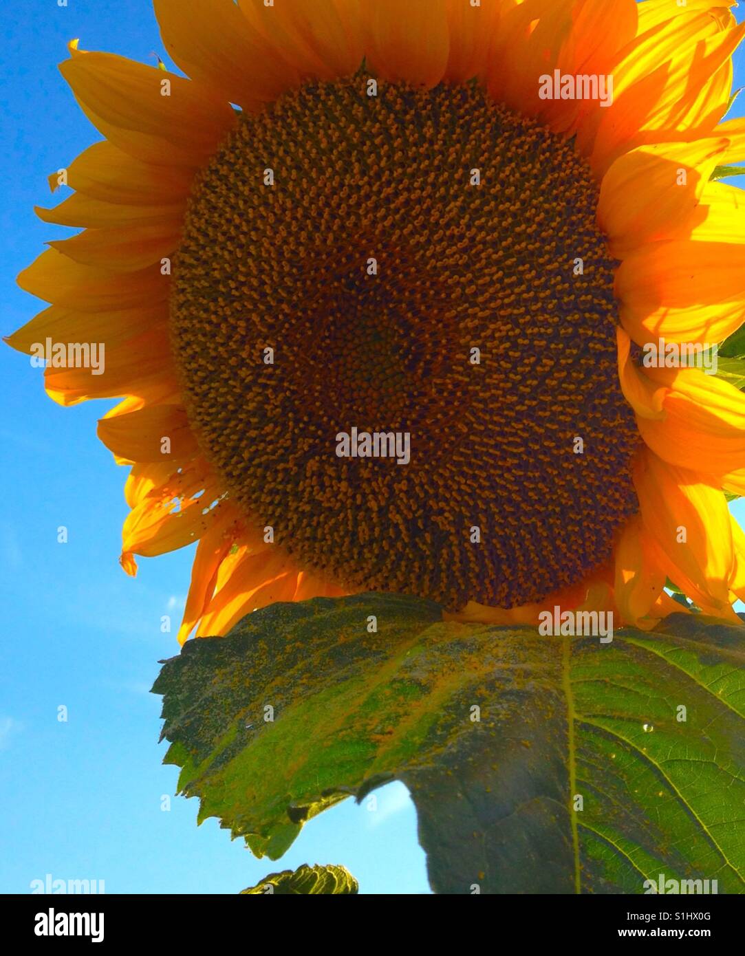 Sunflowers at midday move toward the sun Stock Photo Alamy