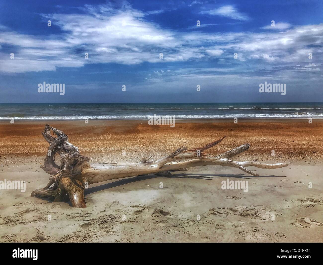 Tree on beach hi-res stock photography and images - Alamy