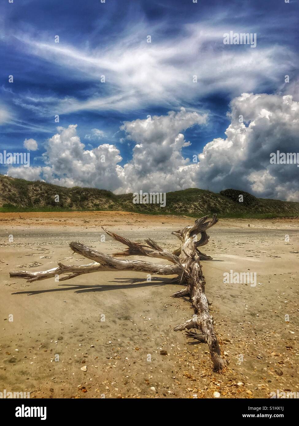 Weathered tree on an empty beach, South Ponte Vedra Beach, Florida - Smartphone Captured Stock Image
