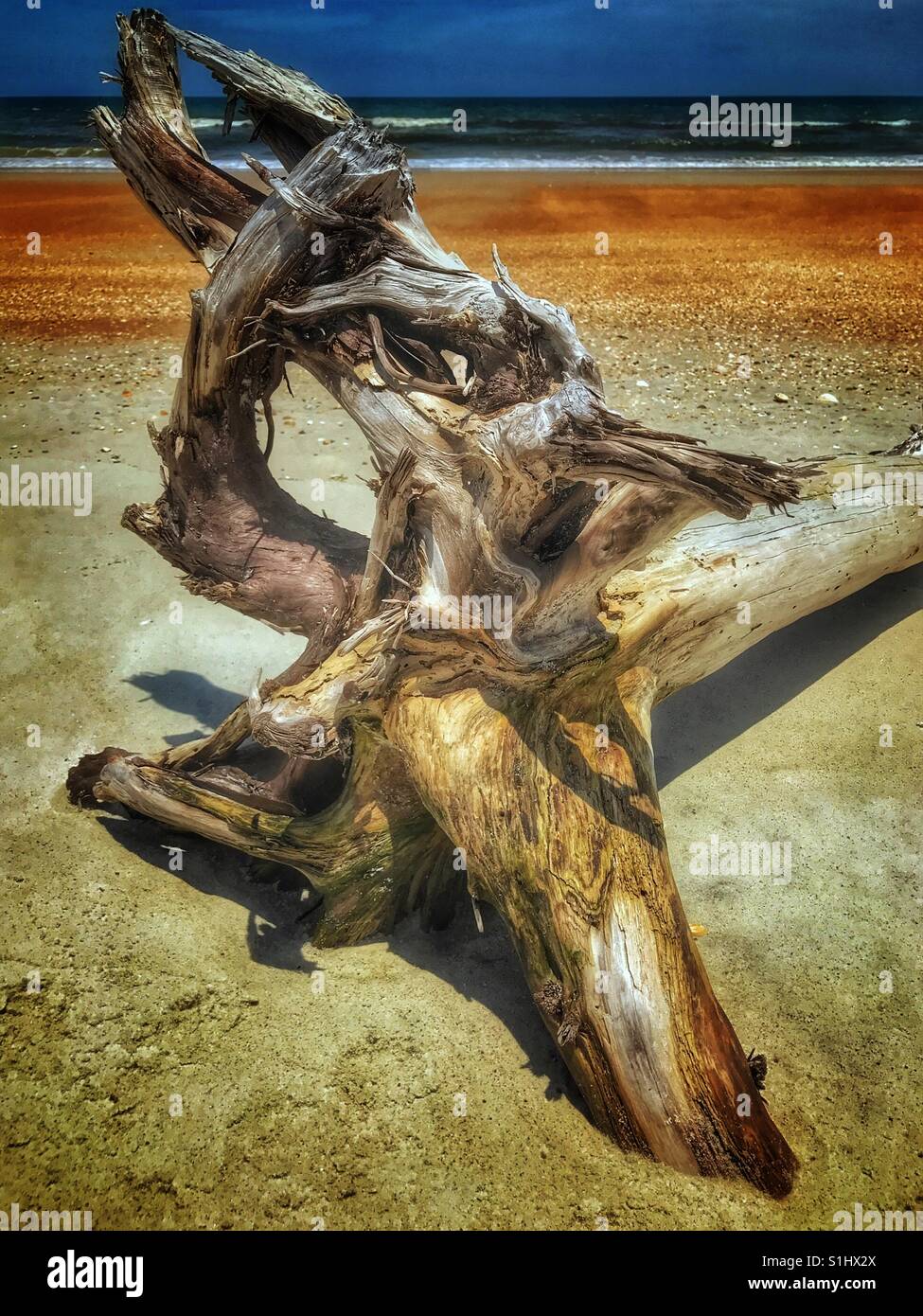 Old Sea-weathered tree on an empty beach, South Ponte Vedra Beach, Florida - Smartphone Captured Stock Image