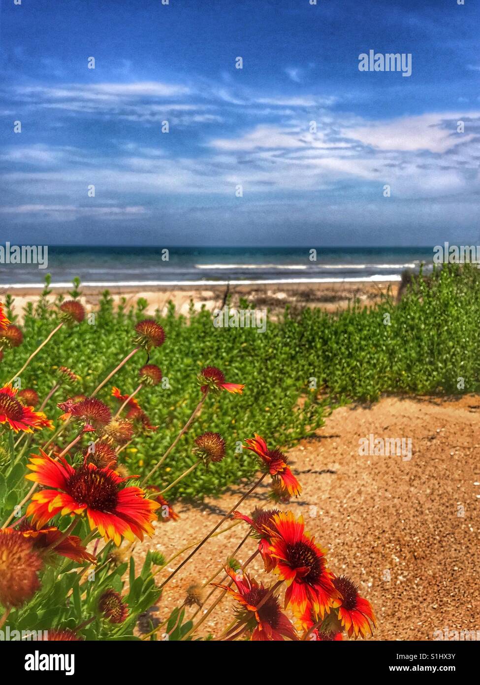 Sunny beach scape with wildflowers in foreground, South Ponte Vedra Beach, Florida - Smartphone Captured Stock Image