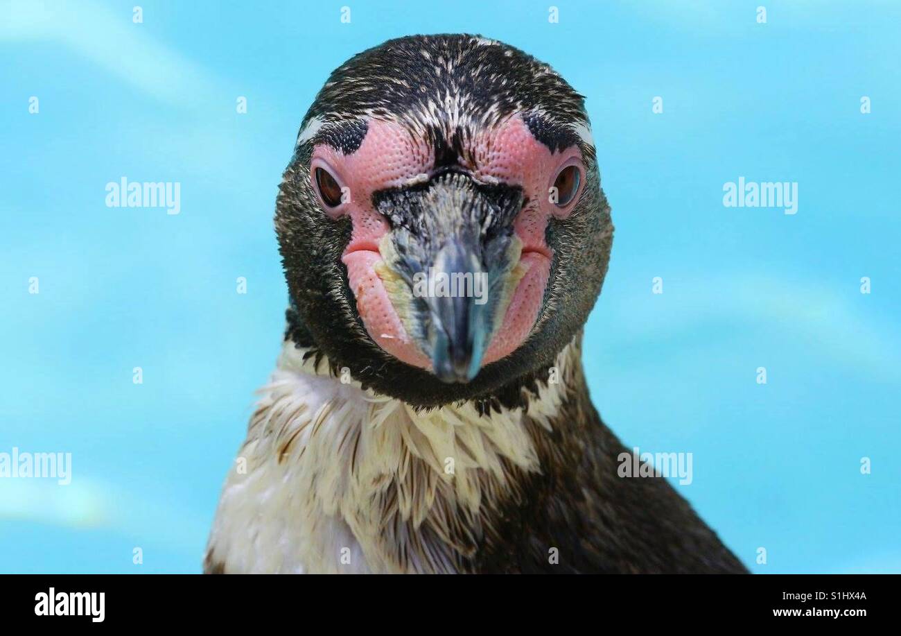 Penguin Portrait - Smartphone Captured Stock Image
