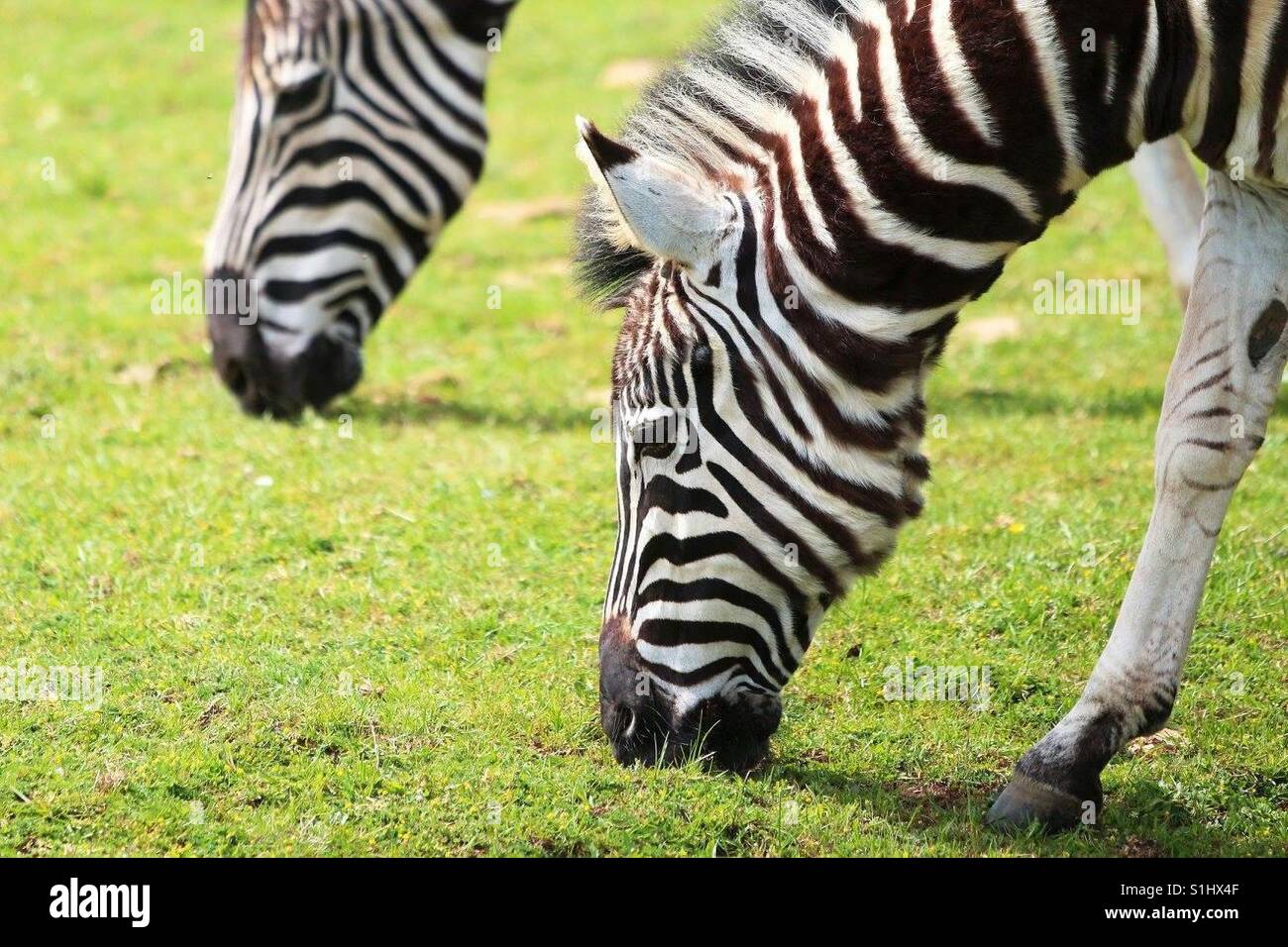Zebras Grazing - Smartphone Captured Stock Image