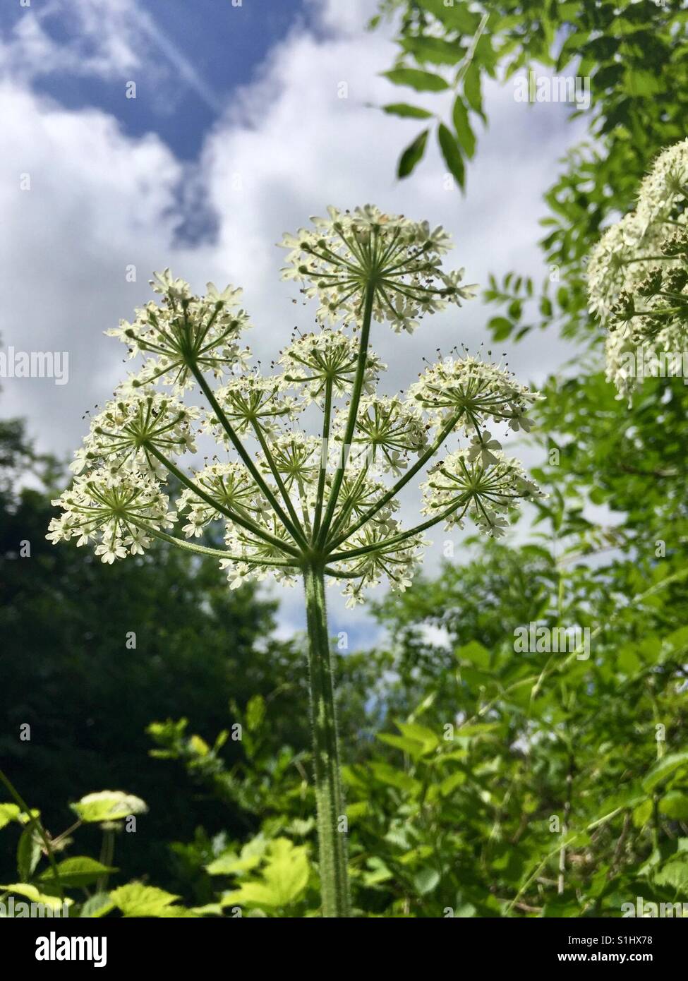 Cows parsley hires stock photography and images Alamy