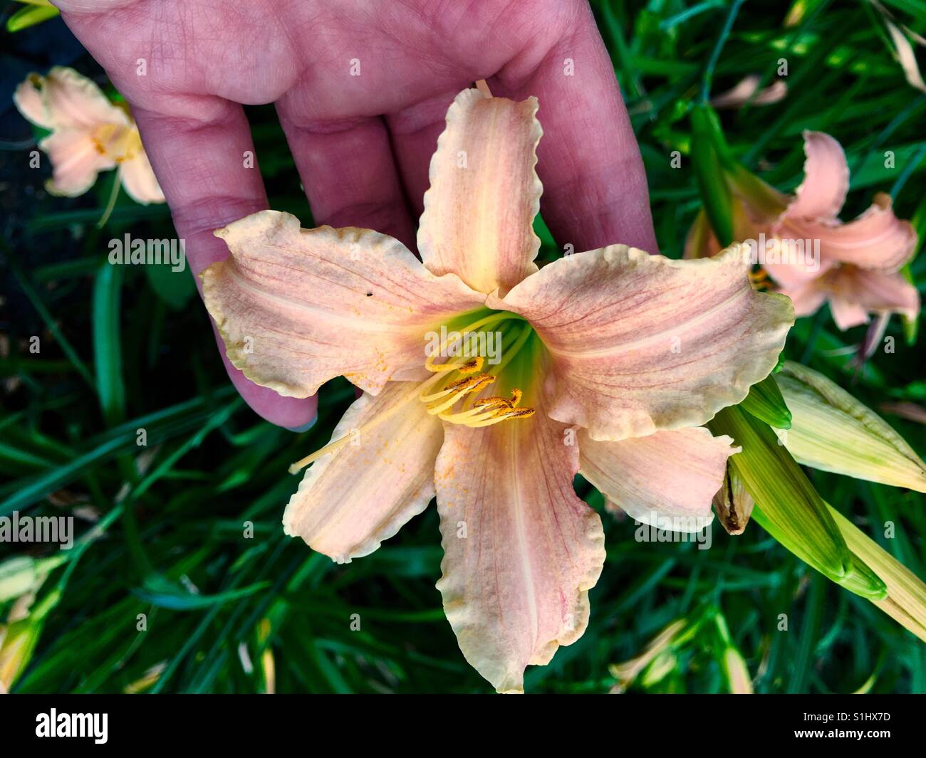 Lilly flower Stock Photo