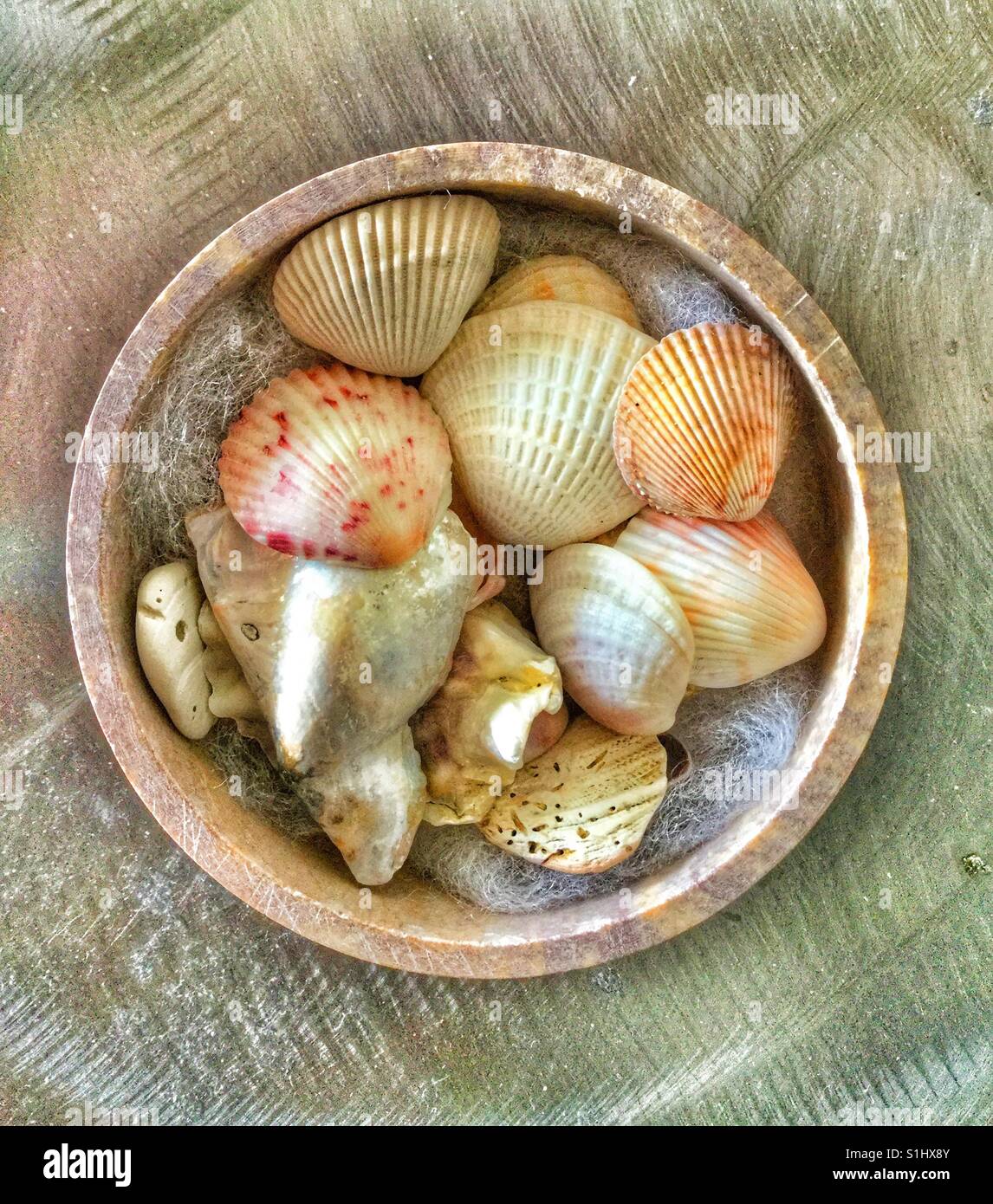 Colourful selection of seashells. Stock Photo