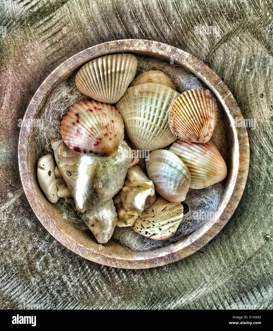 Colourful decorative display of seashells Stock Photo Alamy