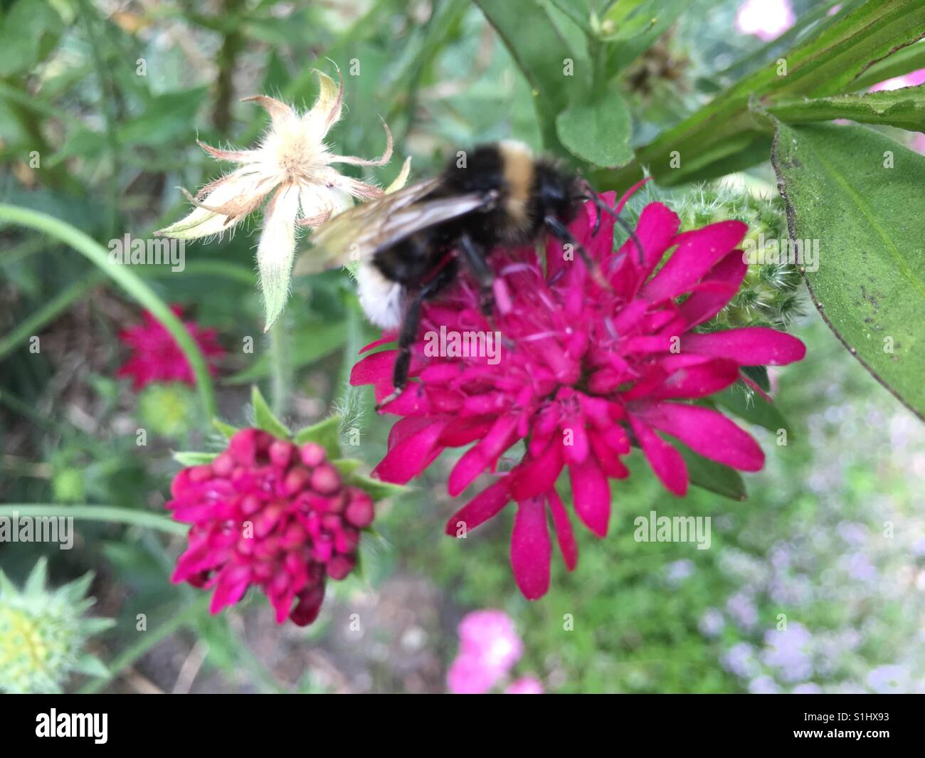 A bee on a purple flower - nature background - Smartphone Captured Stock Image