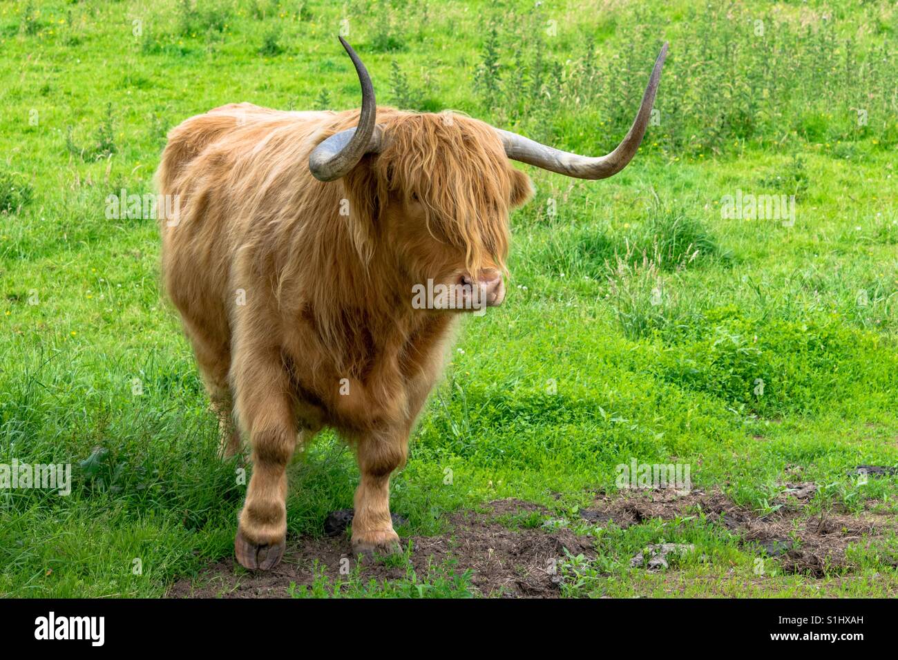 Highland Cow Stock Photo Alamy
