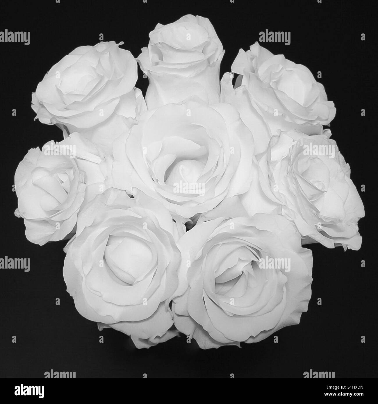 A bouquet of Roses blooming Stock Photo Alamy