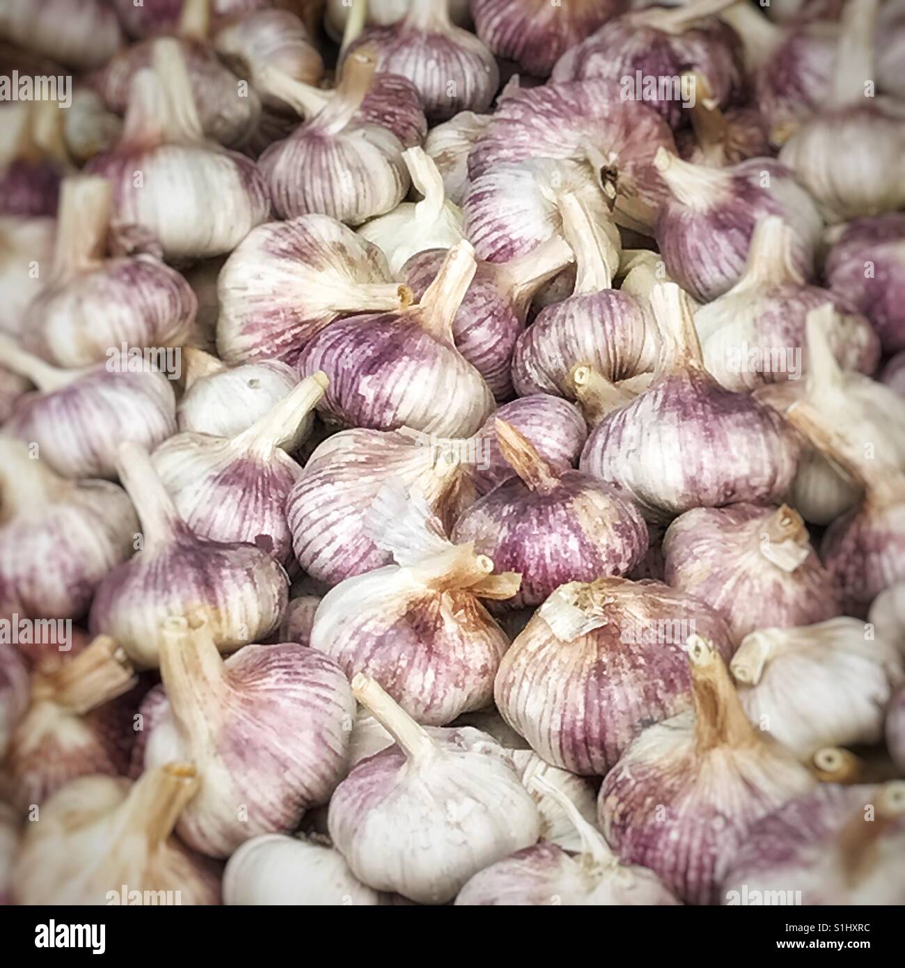 Fresh garlic bulbs on display for sale Stock Photo