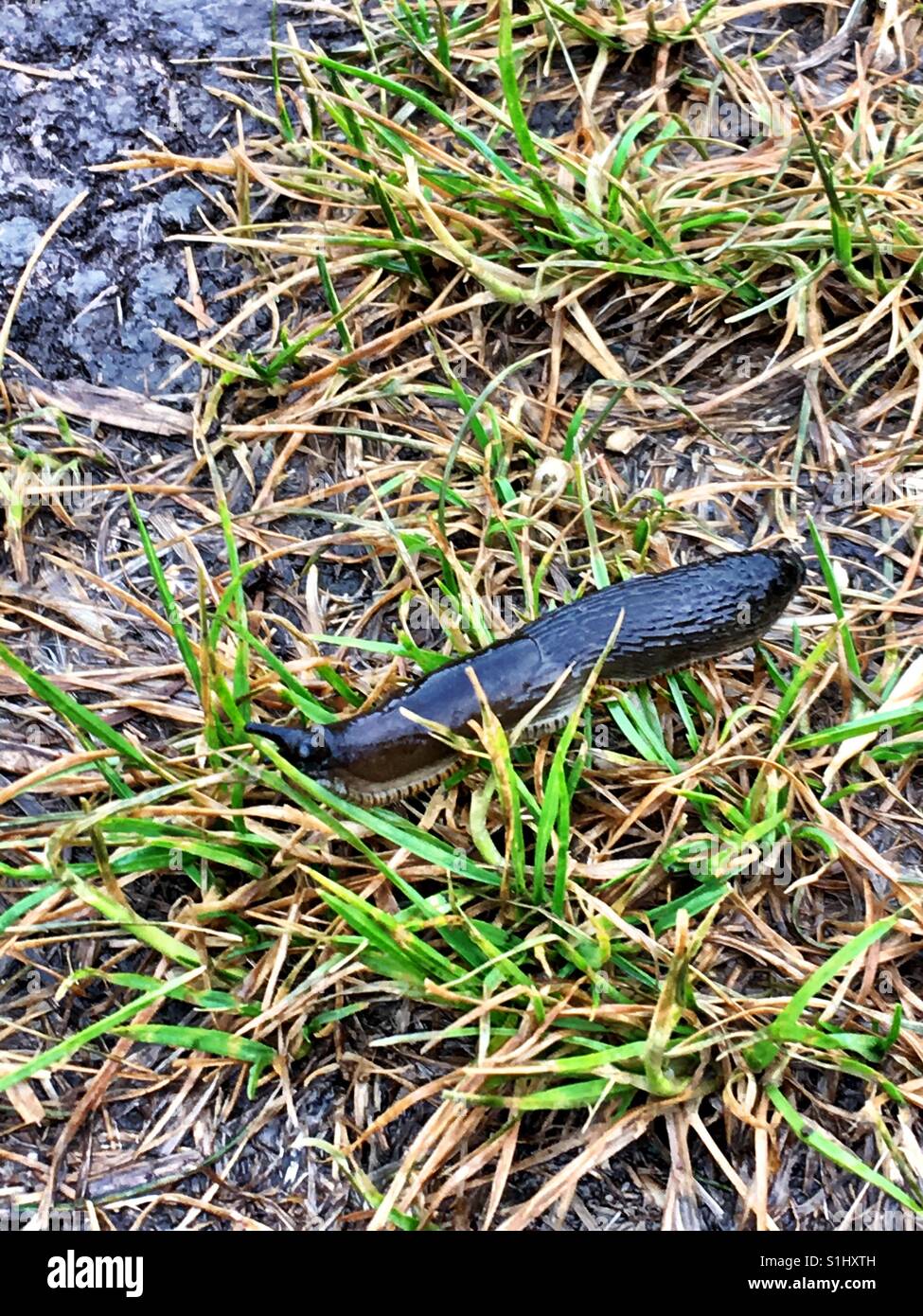 Slug sliding through the grass Stock Photo Alamy