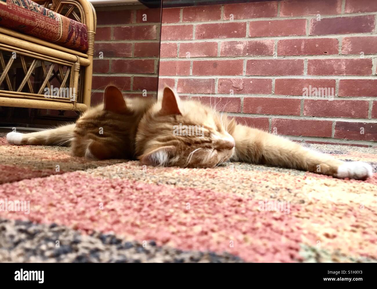 A ginger cat lays sleeping by a mirrored coffee table which reflects his image. - Smartphone Captured Stock Image