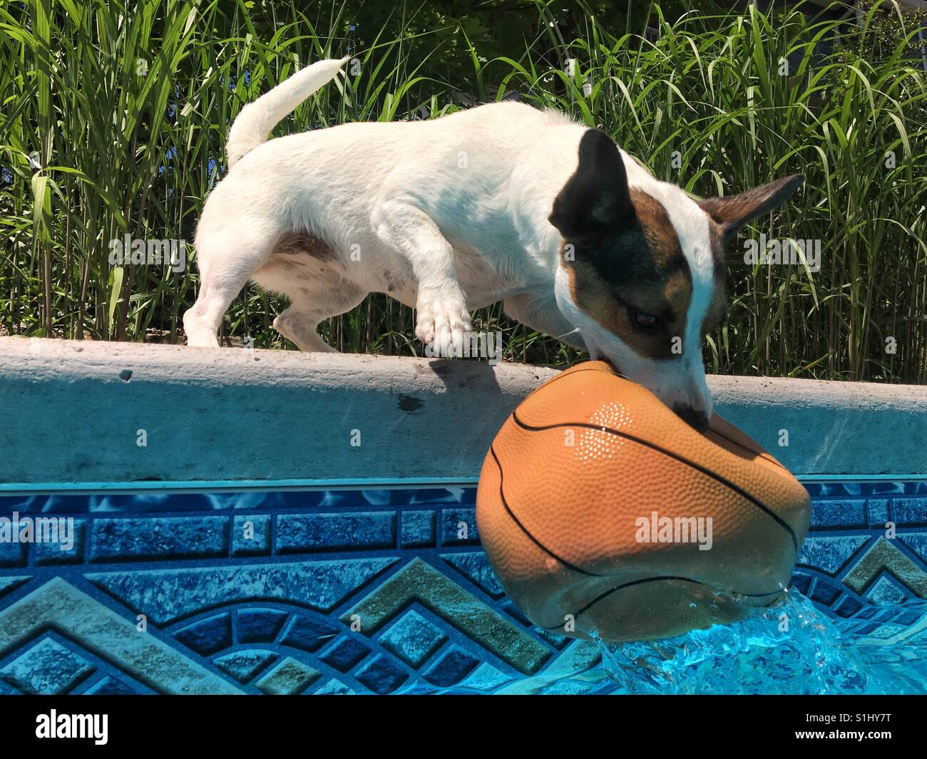 Dog reaching into swimming pool biting into deflated basket ball pulling it from the water. - Smartphone Captured Stock Image