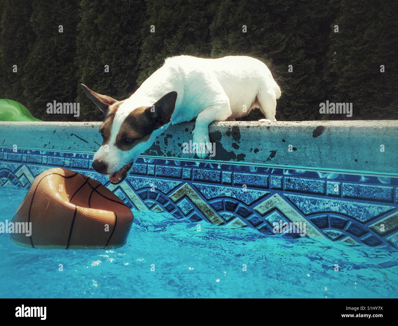 Jack Russell Terrier dog reaching for a deflated basket ball floating in a swimming pool. - Smartphone Captured Stock Image