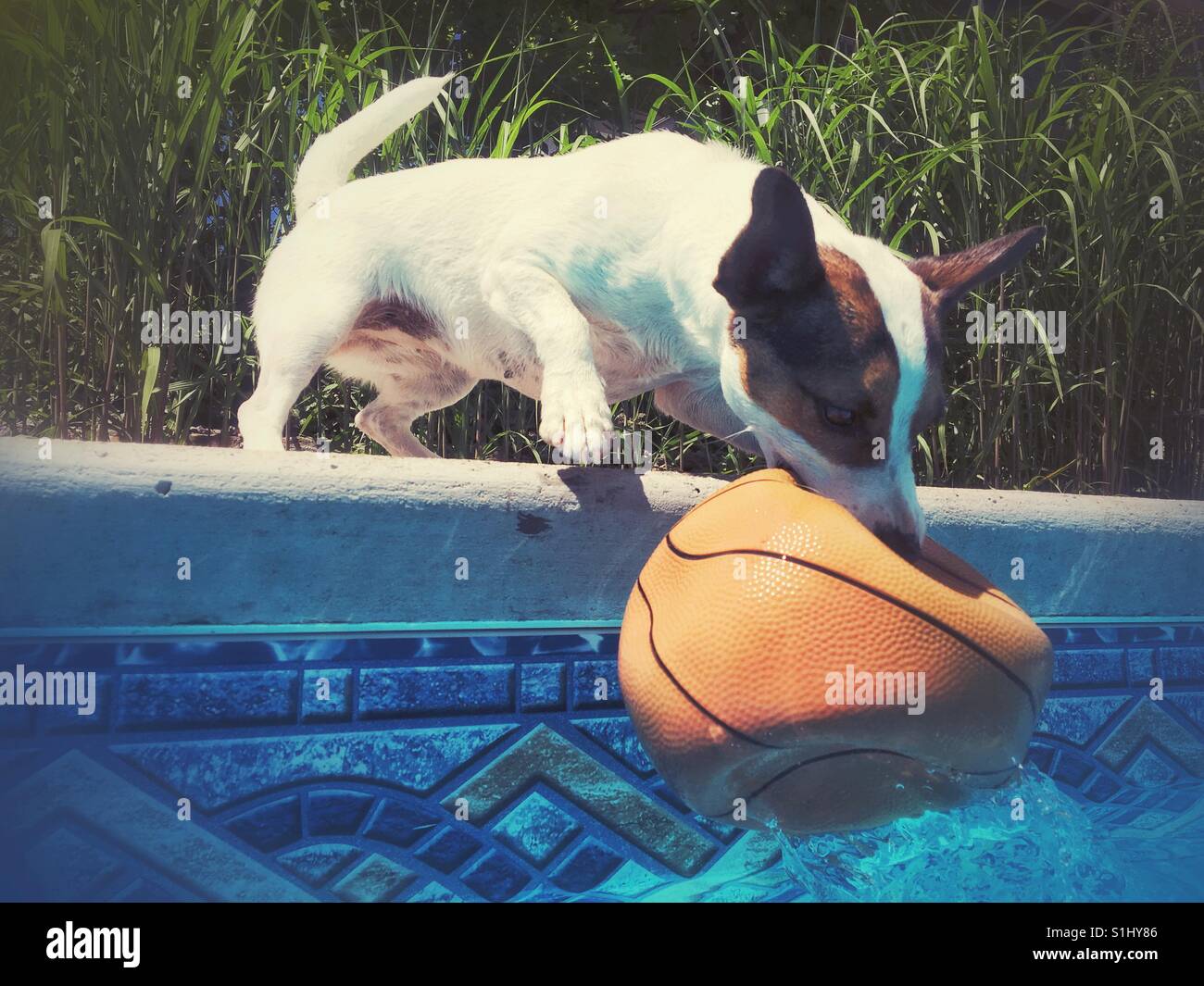 Jack Russell Terrier dog playing with a deflated basket ball pulling it out of an outdoor swimming pool on a sunny day. - Smartphone Captured Stock Image