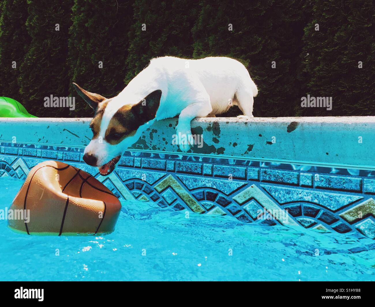 Jack Russell Terrier dog reaching for a deflated basket ball floating in an outdoor swimming pool. - Smartphone Captured Stock Image