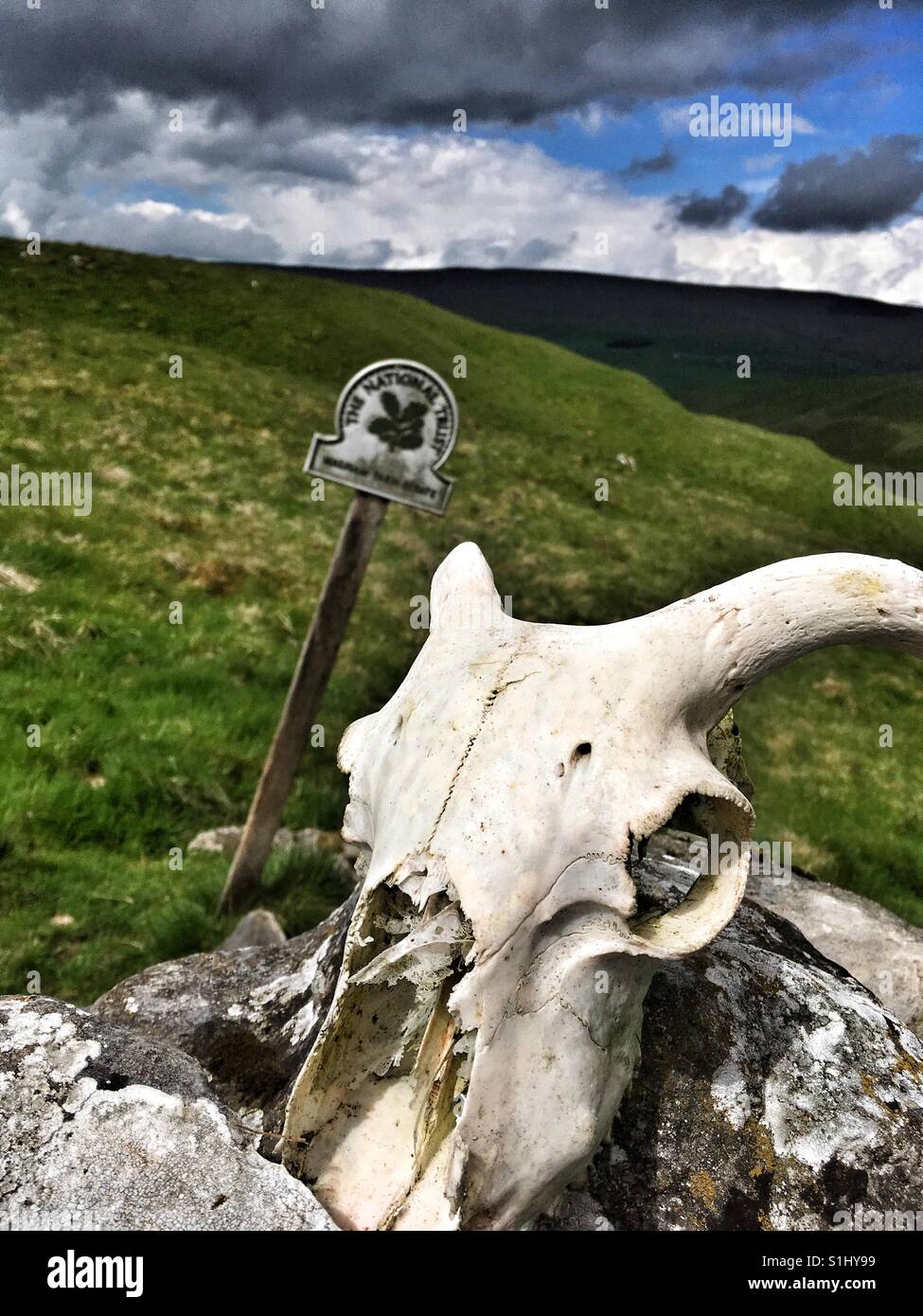 Sheep skull on a drystone wall on National Trust land in North Yorkshire - Smartphone Captured Stock Image