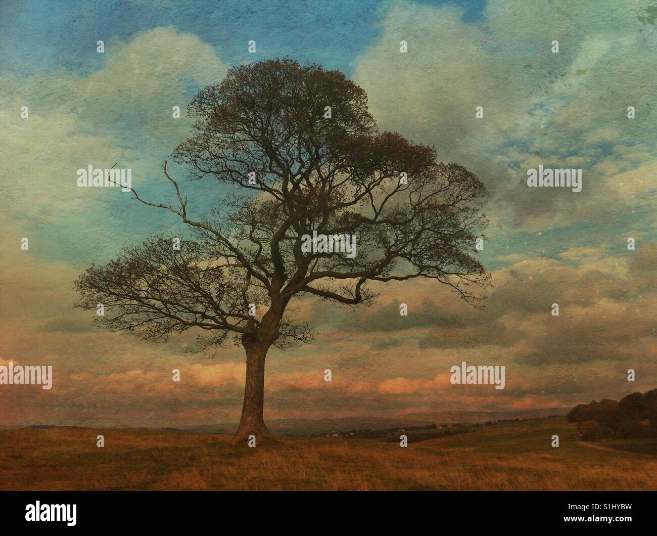 Lone tree - Smartphone Captured Stock Image