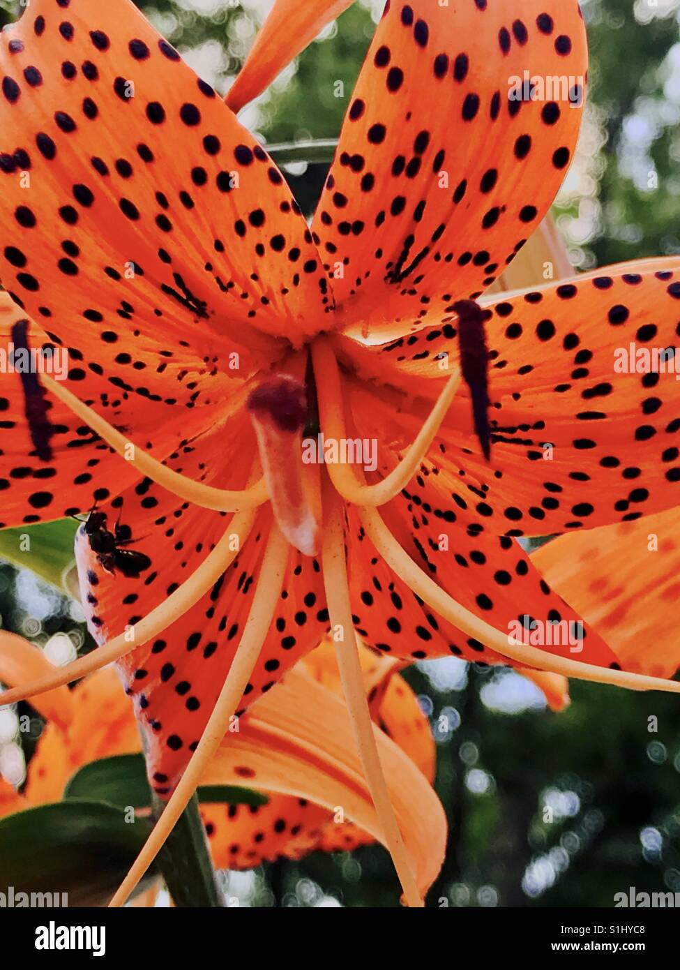 Saturated orange spotted lily Stock Photo - Alamy