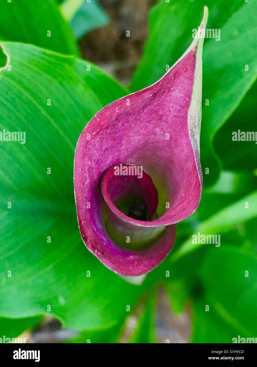 Pink calla lily bloom Stock Photo Alamy