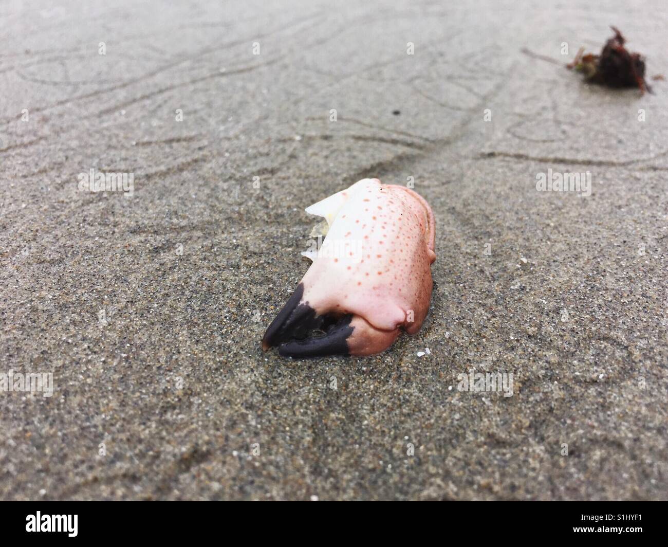 red and black crab claw on beach Stock Photo